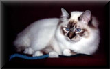Master Grand Champion Gwindor’s Will You Be Mine