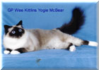 GRP Wee Kittlins Yogie Macbear