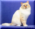 CFA Grand Champion/Grand Premier Chiritan Red Talisman of Khaleas