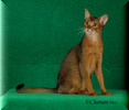 GRP Purrfest All That Jazz of Taron 