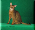 GRP Purrfest All That Jazz of Taron 