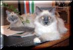 Birman Boys