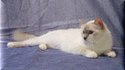 Lilac Point Birman