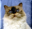 Tortie Point