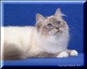 Blue Lynx Point