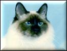 Taron's Lyssa