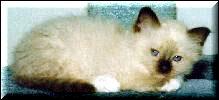Seal point kitten